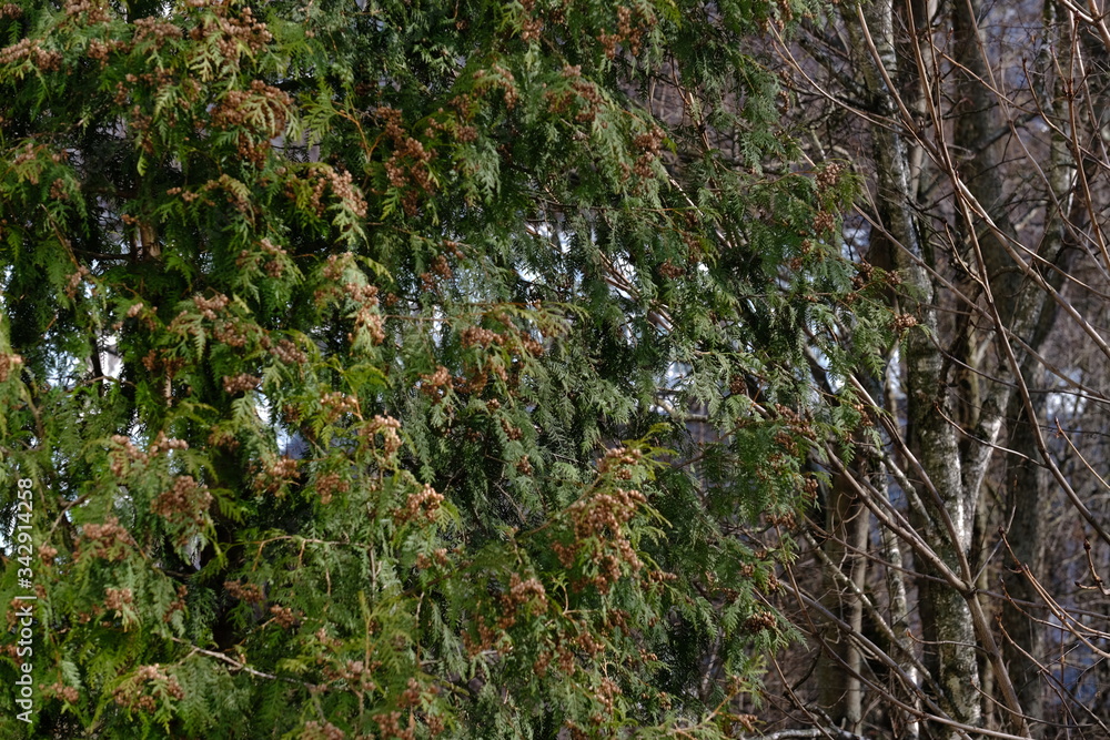 Trees, spring. View from the window during COVID-19 Trees, spring. View from the window during COVID-19