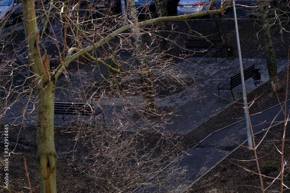 Trees, spring. View from the window during COVID-19 Trees, spring. View from the window during COVID-19