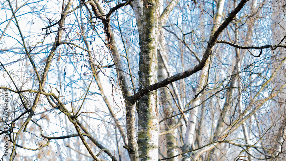 Trees, spring. View from the window during COVID-19 Trees, spring. View from the window during COVID-19