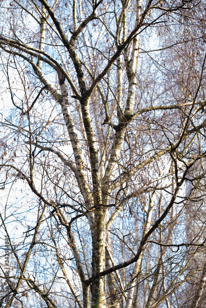 Trees, spring. View from the window during COVID-19 Trees, spring. View from the window during COVID-19