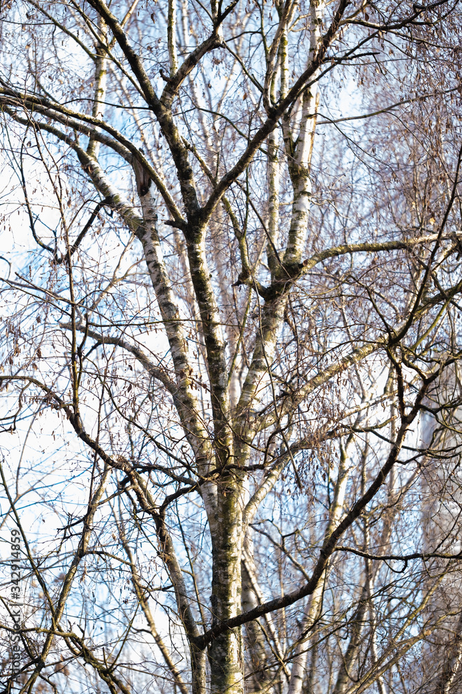 Trees, spring. View from the window during COVID-19 Trees, spring. View from the window during COVID-19