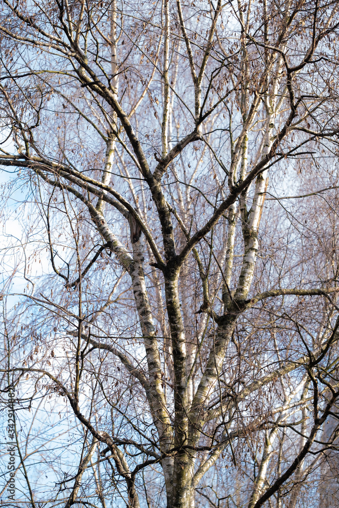 Trees, spring. View from the window during COVID-19 Trees, spring. View from the window during COVID-19