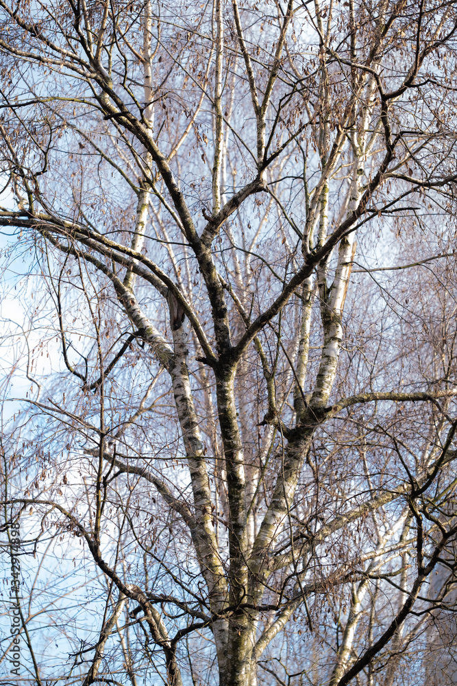 Trees, spring. View from the window during COVID-19 Trees, spring. View from the window during COVID-19