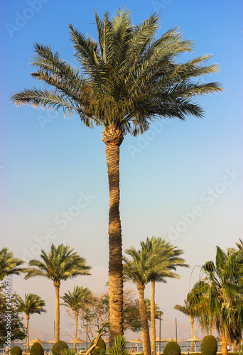 Fototapeta Naklejka Na Ścianę i Meble -  Palm green single tree in summer, sunny and warm day on the beach.