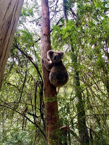 Photography koala in tree