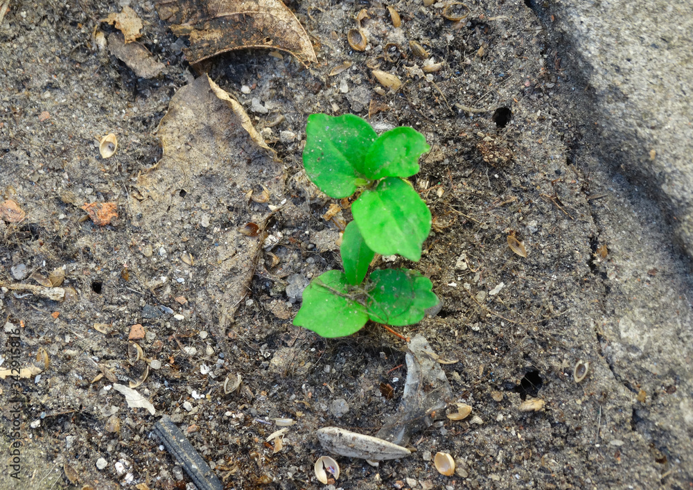 New plant of green leaves, growing. New plant of green leaves, growing.