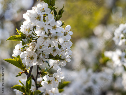 Blossoming apple tree branch on a blurous background is a sunny day