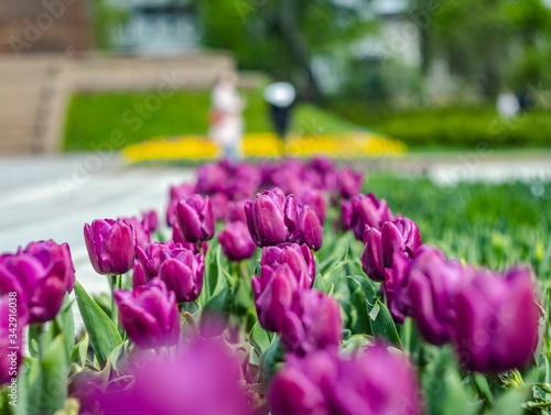 lilac tulips in the sun on a green blurred background