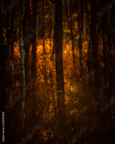 Morning light in a dense and dark forest.