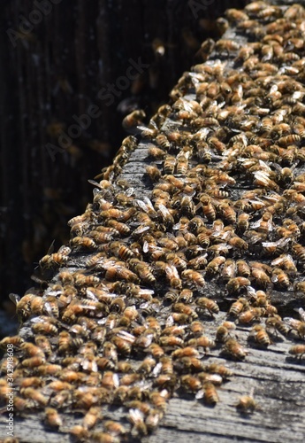 A swarm of honey bees (Apis mellifera) gathered on a wooden deck near Elkhorn Slough in California © Phil Stewart
