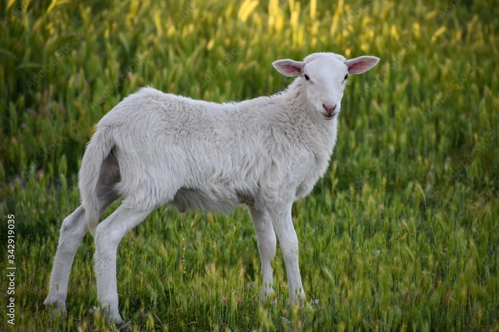 Fototapeta premium Cute sheep baby lamb in wildflowers 