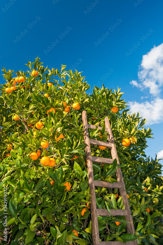 Orange harvest time: wooden ladder leaned on a tarocco orange tree, Sicily
