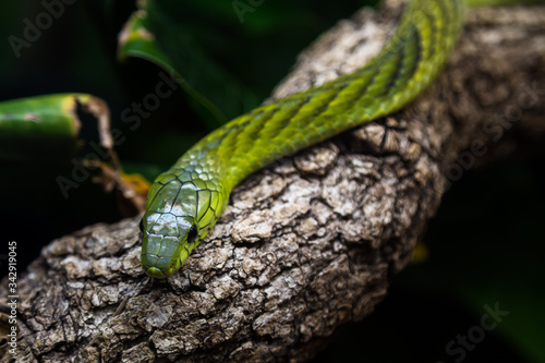 Fotografie West african green mamba sitting on a tree limb