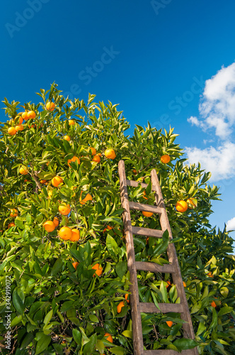 Obraz na płótnie Orange harvest time: wooden ladder leaned on a tarocco orange tree, Sicily w salonie