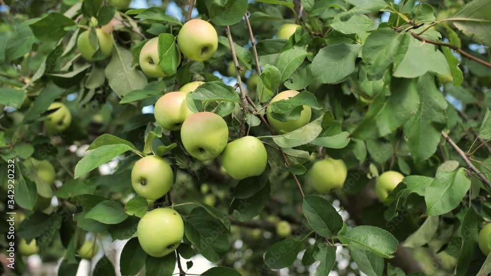 Ripe apples on an apple tree at the end of summer in the garden.