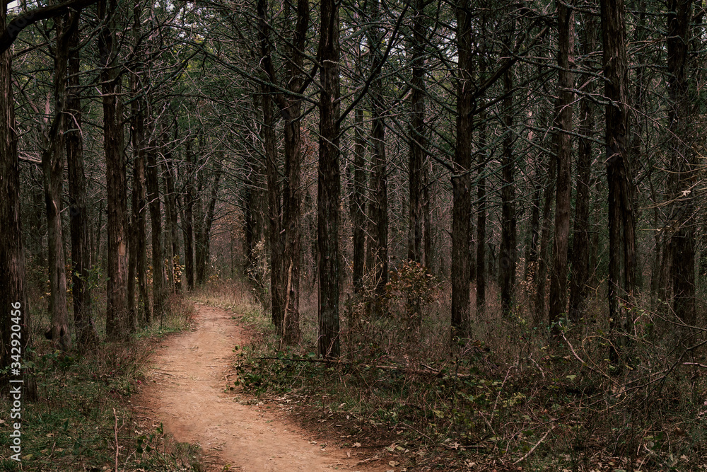 the curving path in the parallel forest the curving path in the parallel forest