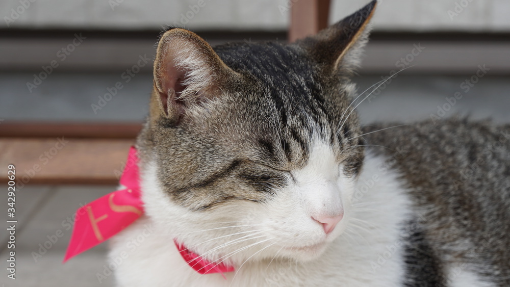 猫　凛太朗　日常