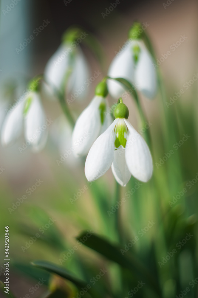 Fototapeta premium Spring snowdrops on a green background with scattered light. Blooming snowdrops close up, selecive focus