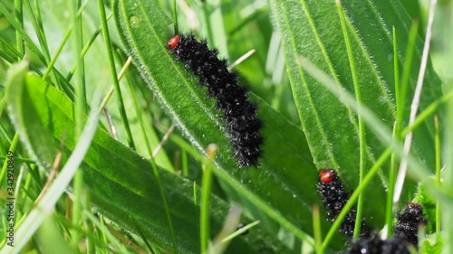 Glanville Fritillary Caterpillars. About 25mm long.  photo