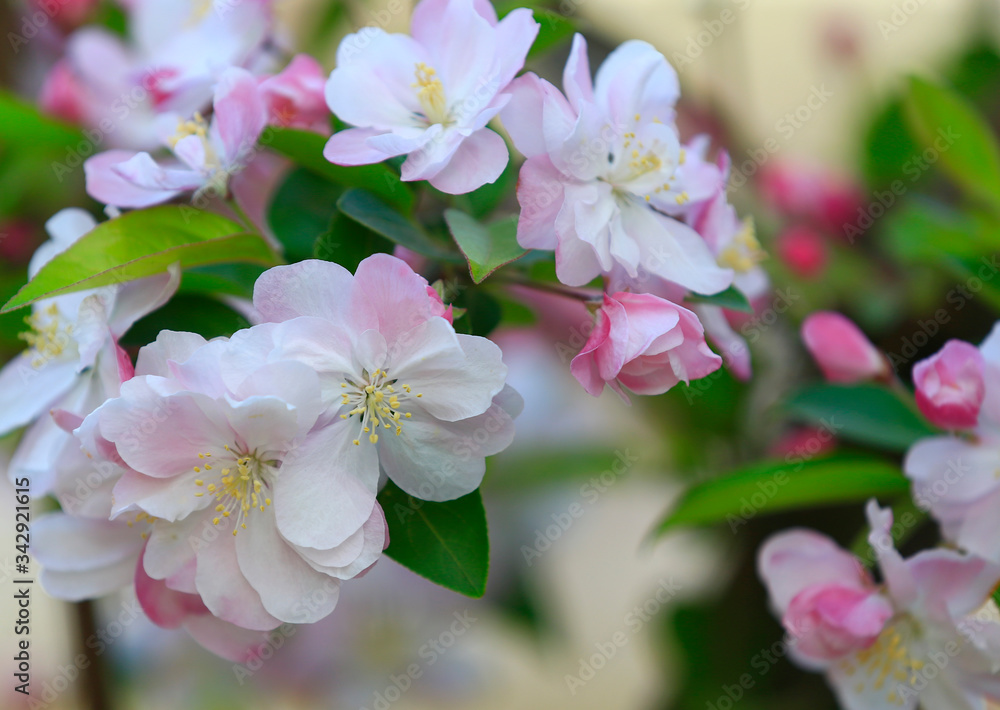 Flowering crabapple in the garden Flowering crabapple in the garden