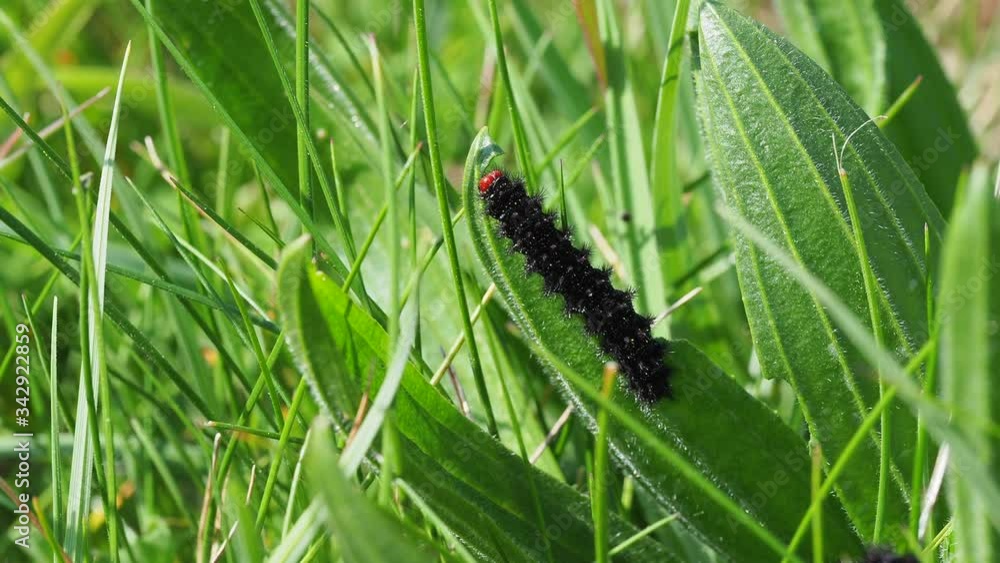 Glanville Fritillary Caterpillars. About 25mm long. Glanville Fritillary Caterpillars. About 25mm long.