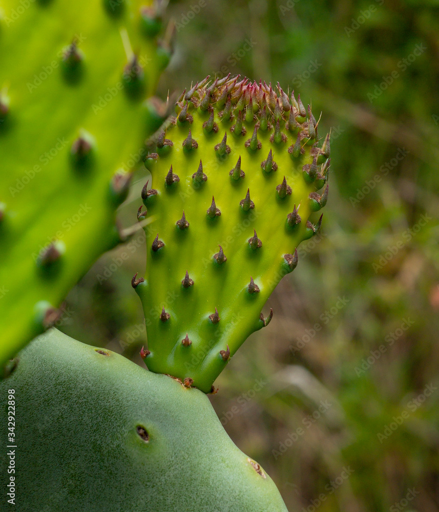 Foto de rama de cactus de desierto llena de pinchos afilados visto de ...