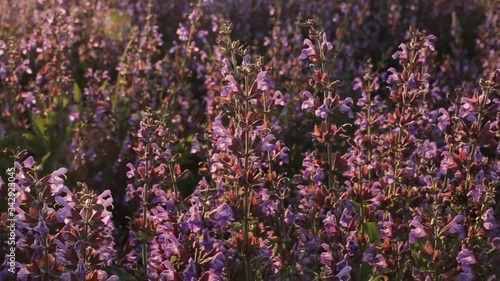 A lot of lilac flowers on the field, swaying in the wind. It is beautiful to observe nature.