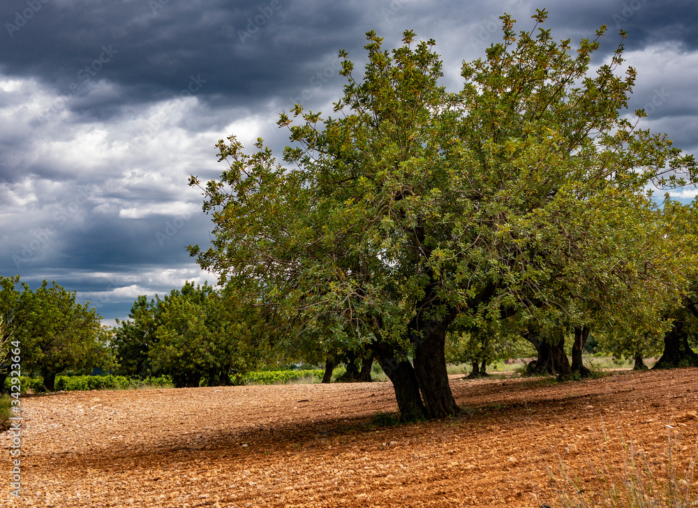 Gran olivo de olivar en atardecer nublado con suelo seco Gran olivo de olivar en atardecer nublado con suelo seco