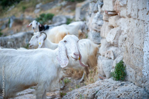 Capra in primo piano con gregge sullo sfondo  in campagn / Goat, nanny goat in the country photo