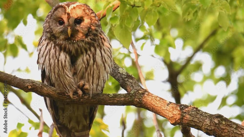 Close up of a Barred Owl perching on an oak tree branch Close up of a Barred Owl perching on an oak tree branch
