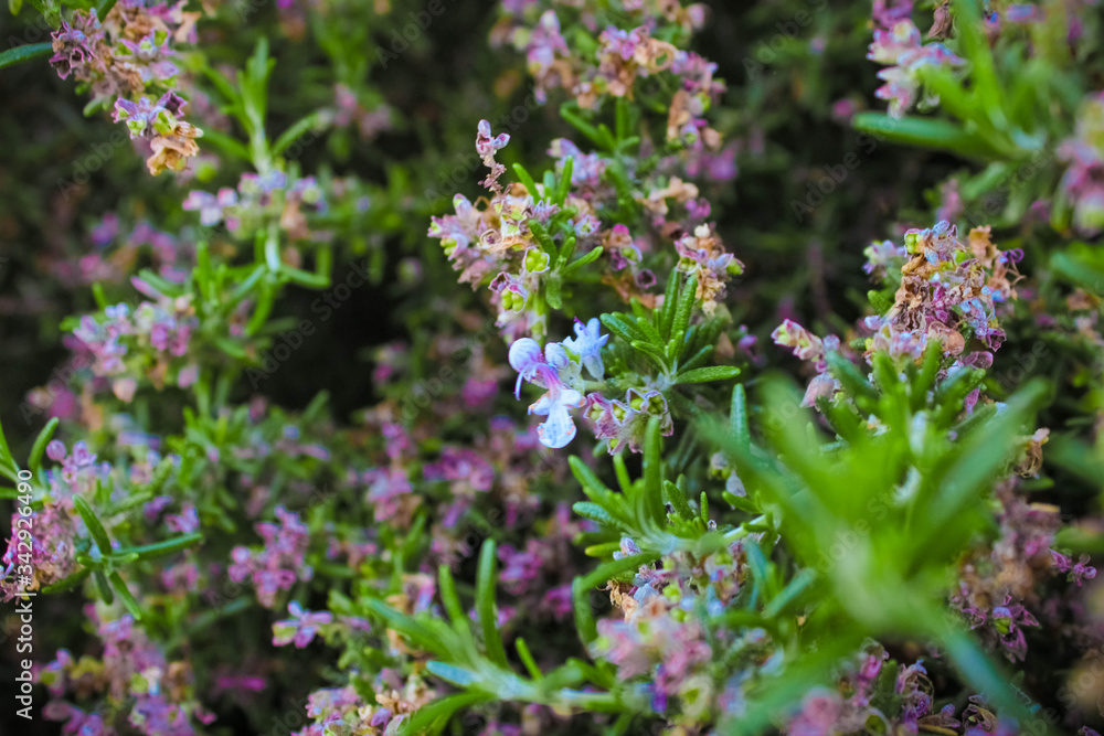 Fototapeta premium lavender flowers in the garden