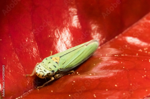 Detail of a Leaf Hopper With Interesting Back Pattern