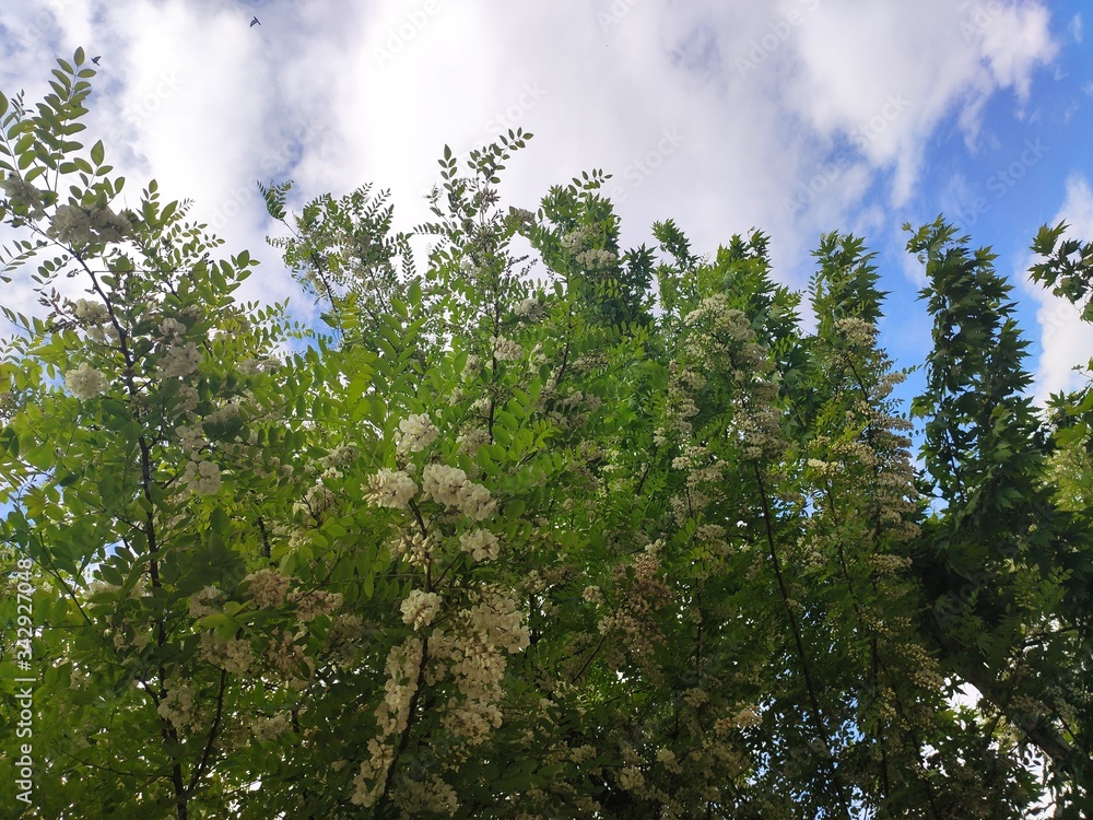 Fototapeta premium blooming acacia tree and sky