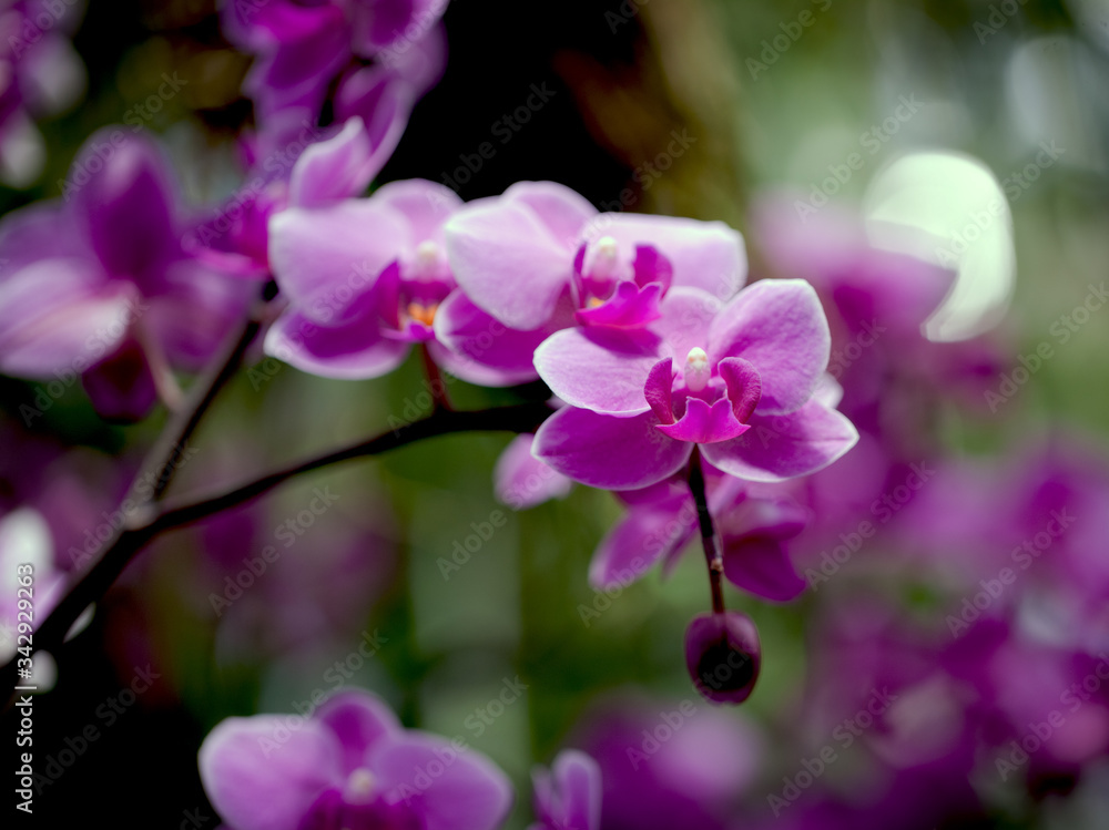 Fototapeta premium Pink Orchid In The Garden