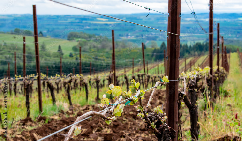 Looking down a wire trellis of grapevine just sprouting new leaves in spring in an Oregon vineyard, tilled soil contrasting with new green. Looking down a wire trellis of grapevine just sprouting new leaves in spring in an Oregon vineyard, tilled soil contrasting with new green.