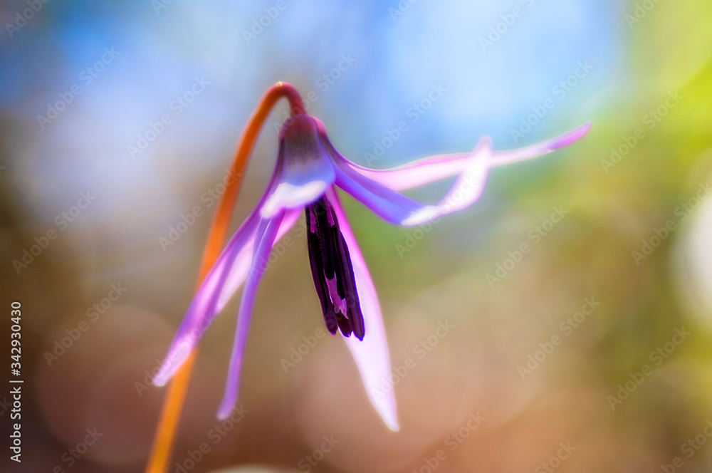 Naklejka premium カタクリ