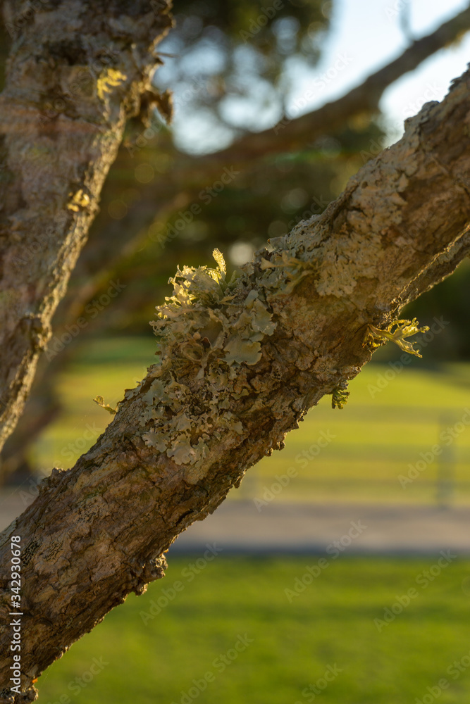 Fototapeta premium Tree in the forest