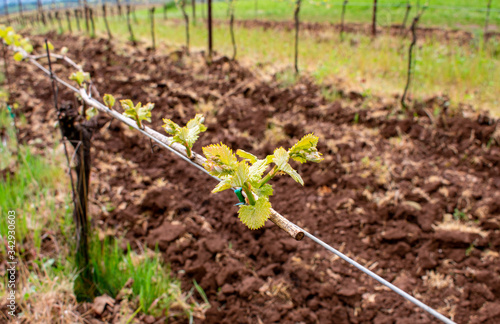 A closetup of tiny leaves sprouting along a grapevine in an Oregon vineyard, soft focuse vines in the background, contrast with tilled soil. 