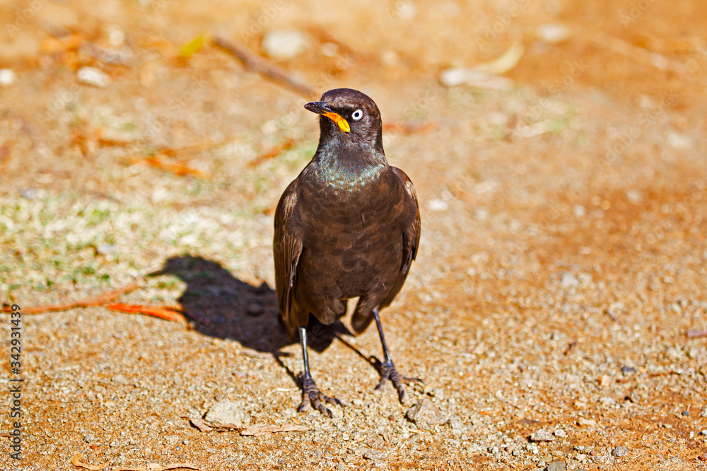 Fototapeta premium African Pied Starling standing on ground