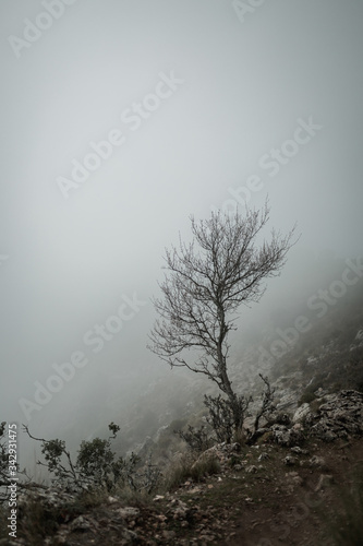 A dried tilted small tree standing next to a cliff on the top of the mountain with a misty weather in winter. Grazalema, Spain.