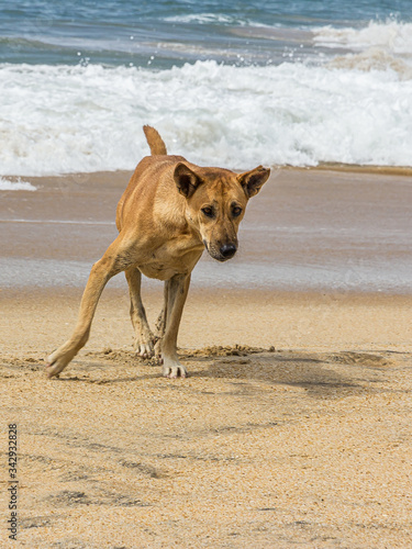 Mongrel dog lies on the seashore © DmitriiK
