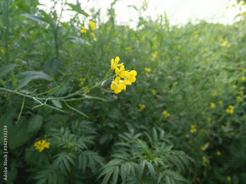 Fototapeta premium yellow flowers in the garden