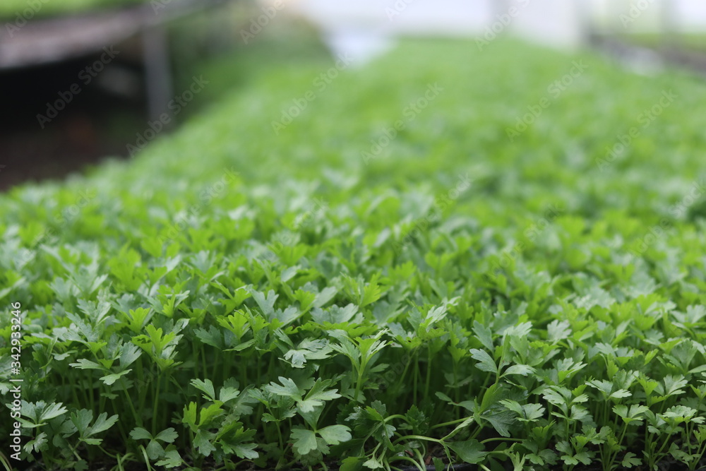 green grass in the garden green grass in the garden