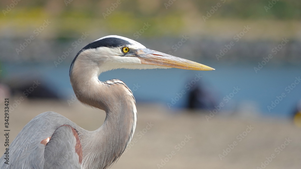 Close up portrait of a beautiful young Great Blue Heron (Ardea herodias) Close up portrait of a beautiful young Great Blue Heron (Ardea herodias)