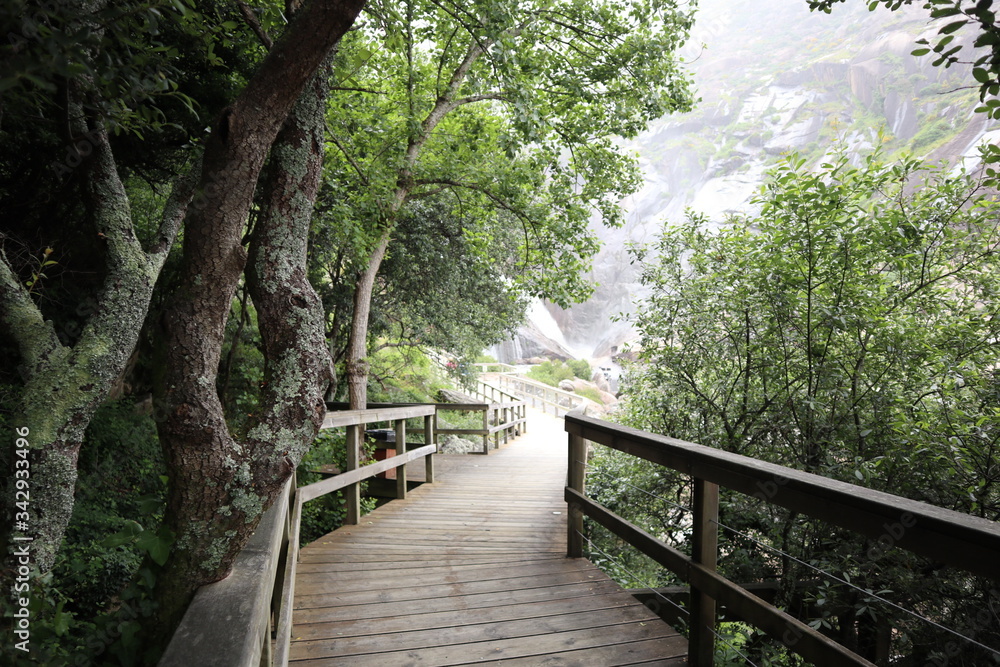 Fototapeta premium bridge in the forest