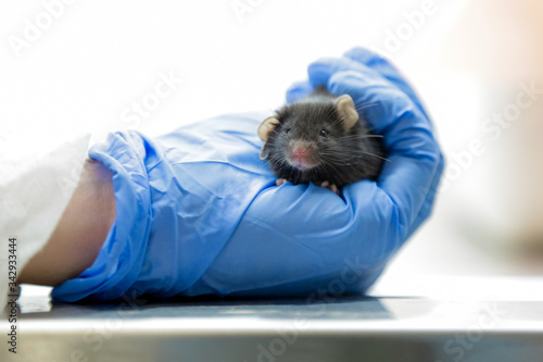 A scientist in a laboratory is testing a new vaccine or drug on a laboratory mouse with eye disease. Holds the mouse in his hand in blue gloves