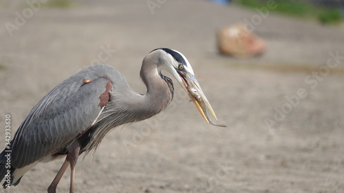 Great Blue Heron (Ardea herodias) stands on the shore swallowing a small fish  