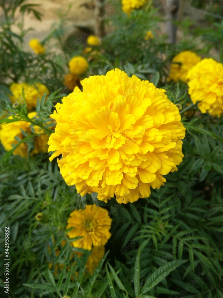 yellow flowers yellow flowers