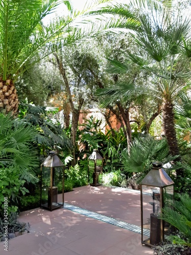 garden with palm trees