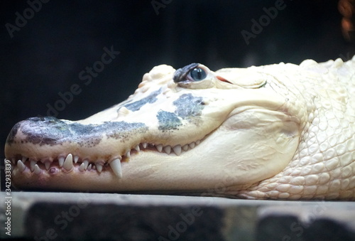 Close up of a white albino alligator with black marks on its face photo